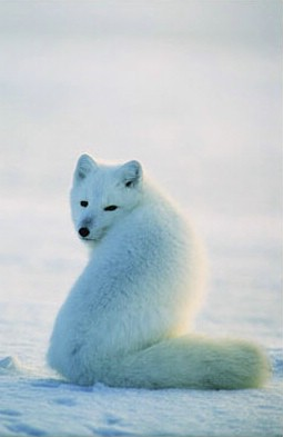 اياً من التكيفات التاليه تساعد الدب القطبي للعيش في المناطق البارده